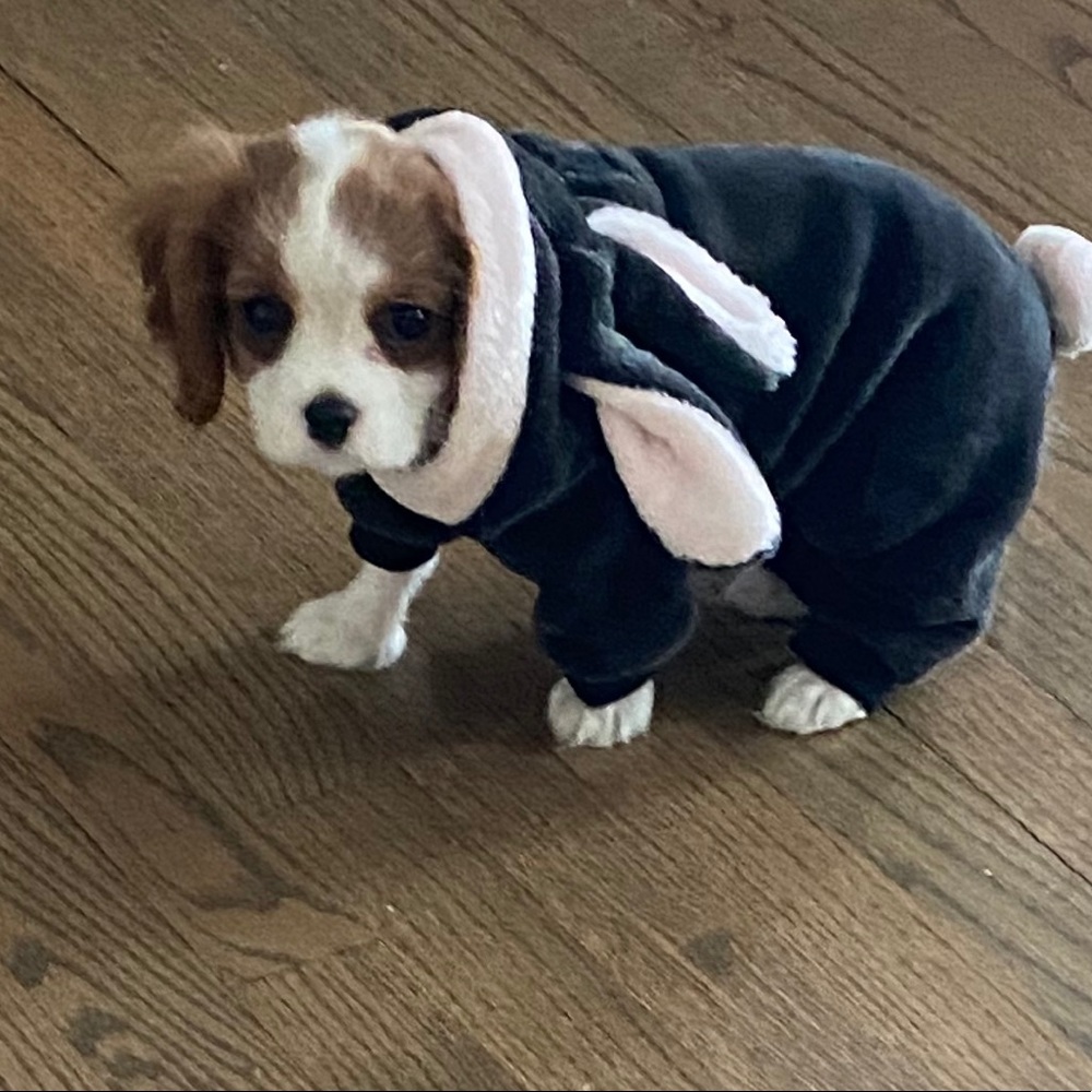 Extra small dog pj/costume
